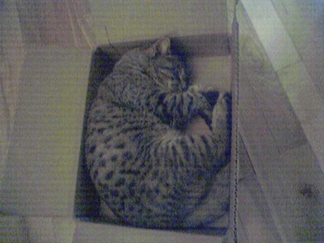 Hobbes in da box!