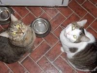 This is what happens at 5pm every day without fail. "Feed us!"