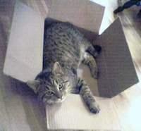 ...eventually he outgrew the box. Good thing we have all this furniture.